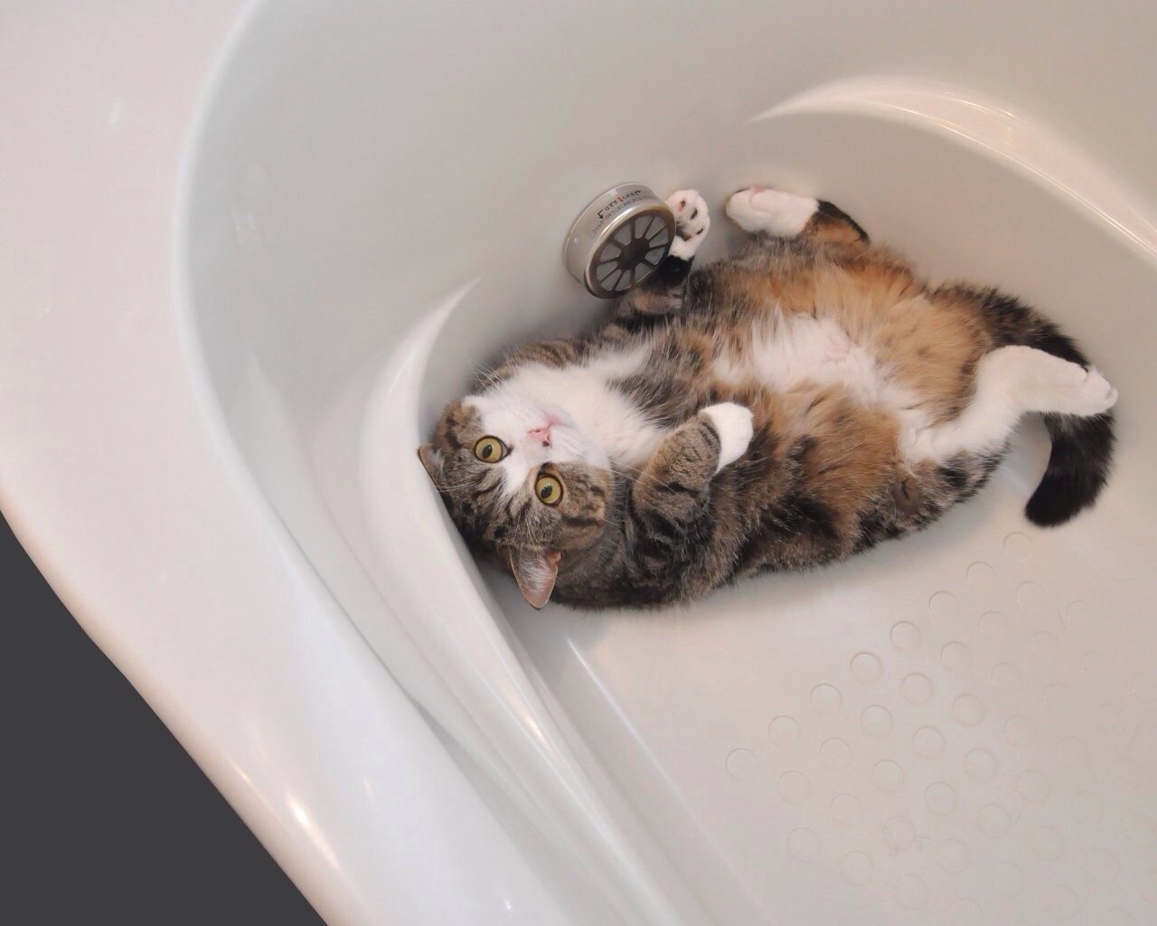 Ванная комната кот. Японский кот Мару. Котик в ванной. Кошка в ванной. Кошка Ван.