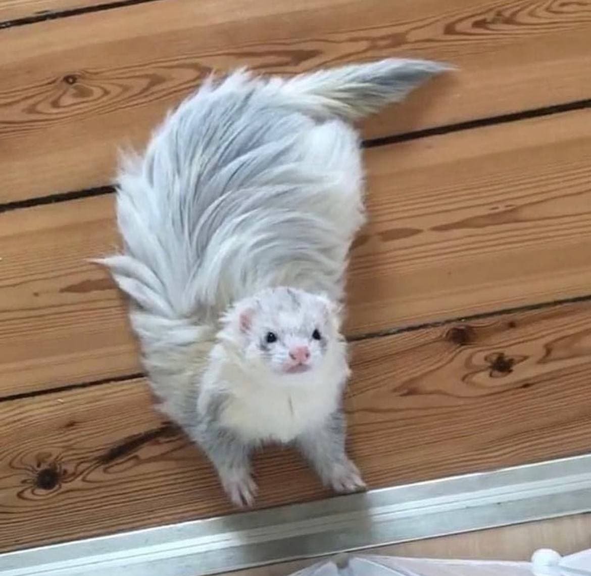 Pets with personality хорек купить в Москве