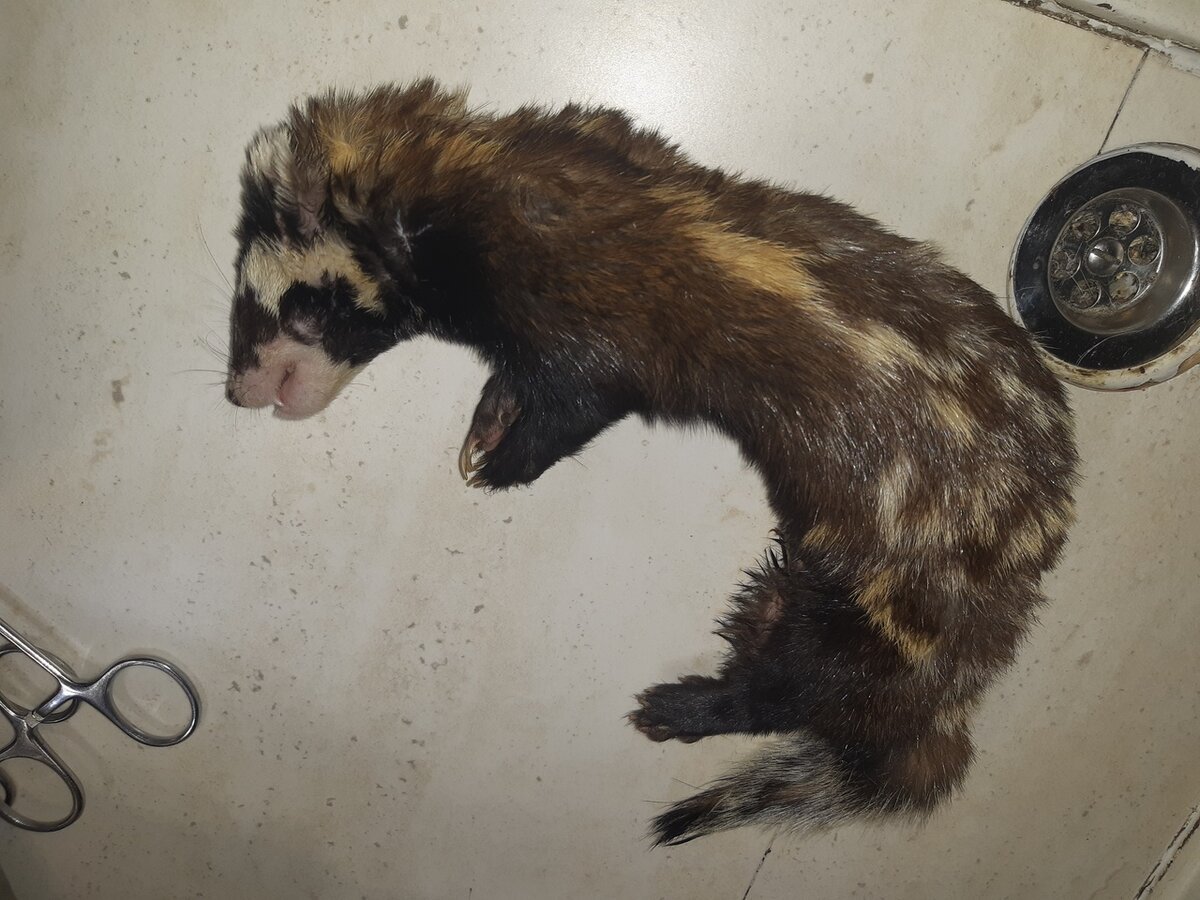 Хонорик белый