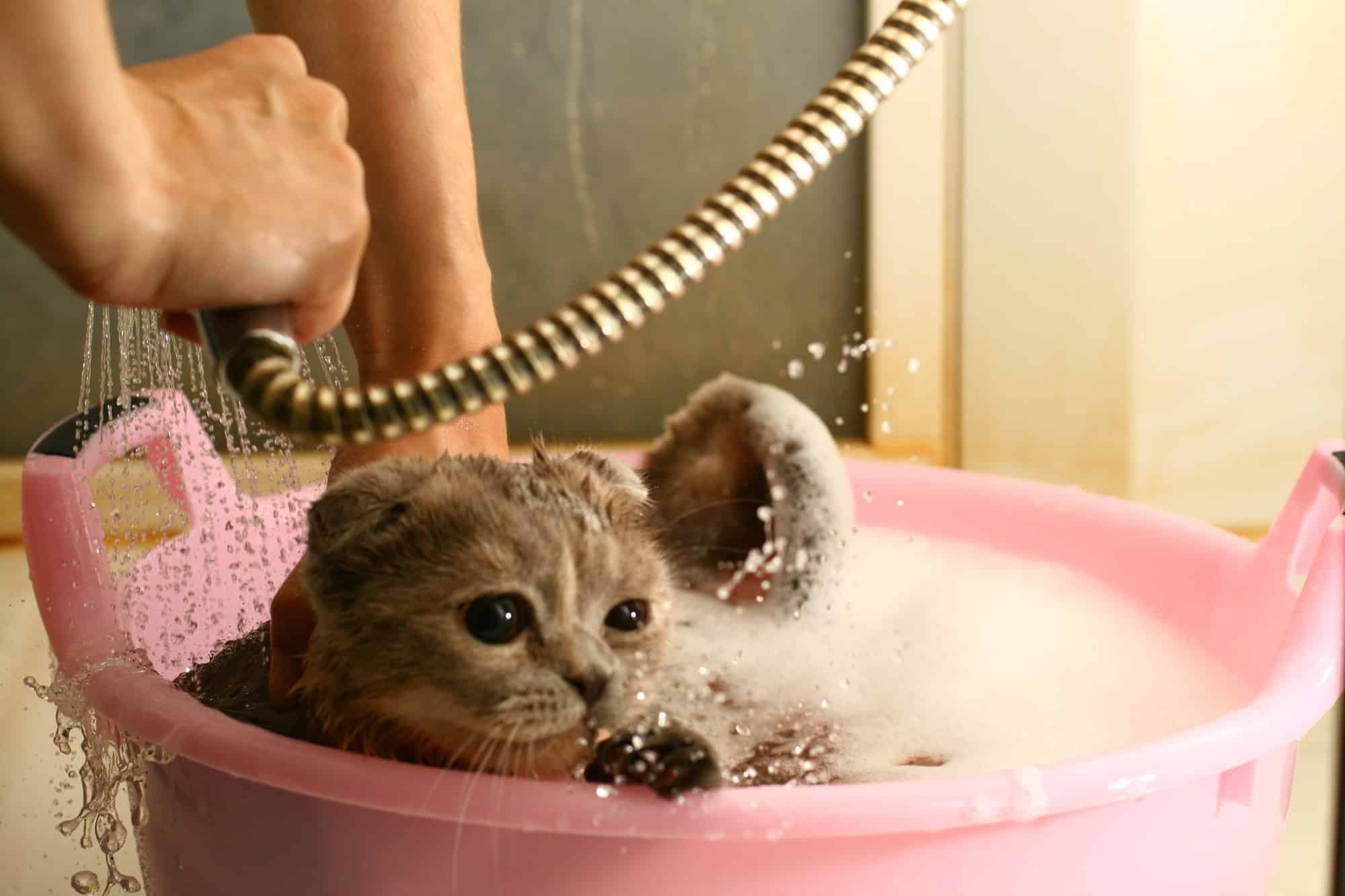 Моем кошке голову. Купание кошки. Кот в тазике в ванной. Кошка купается. Котенок в ванне.
