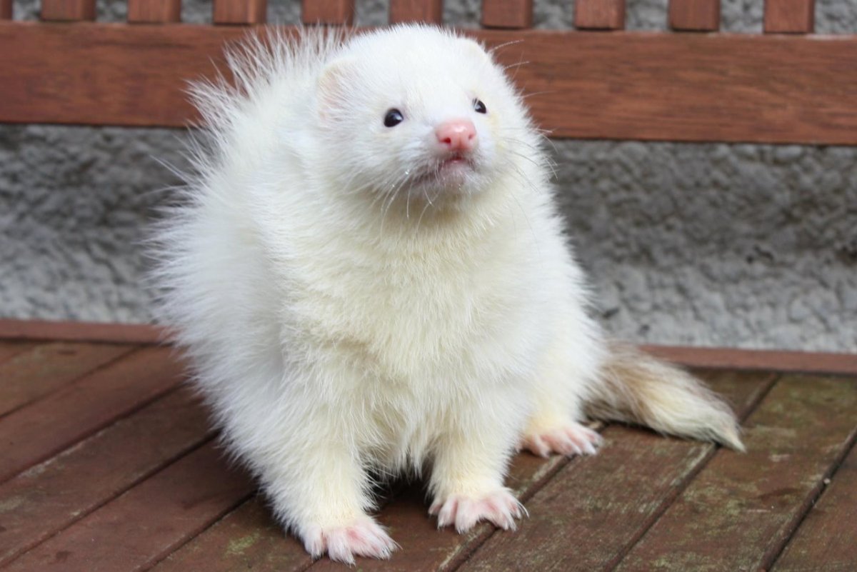 Фретка хорек-альбинос