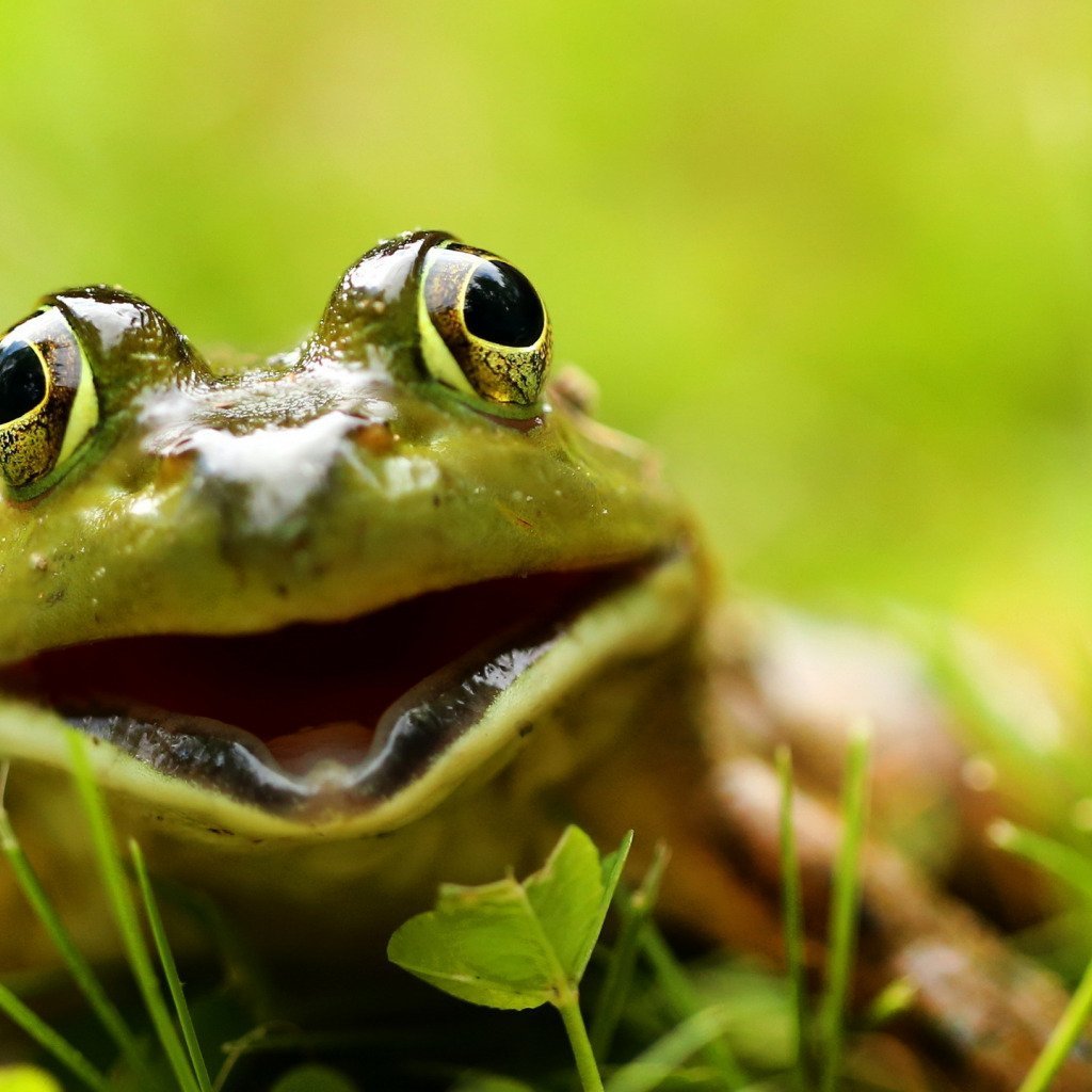 Морда лягушки