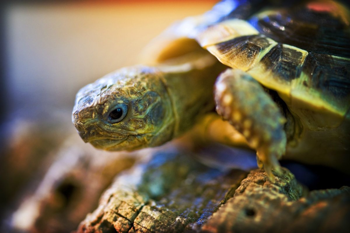 Техасская Бриллиантовая черепаха