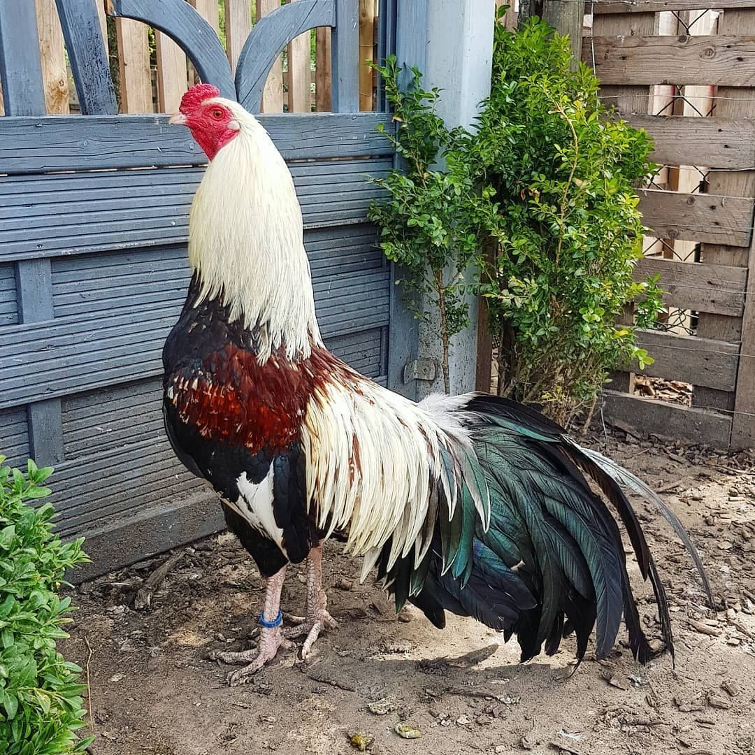 Петух Виандот