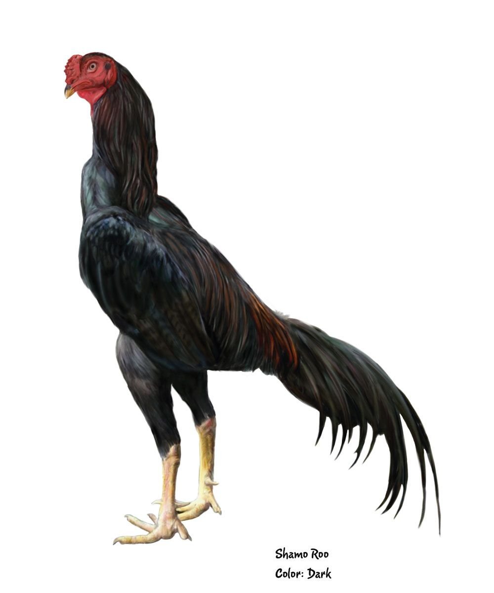 Цыплята Шамо арт