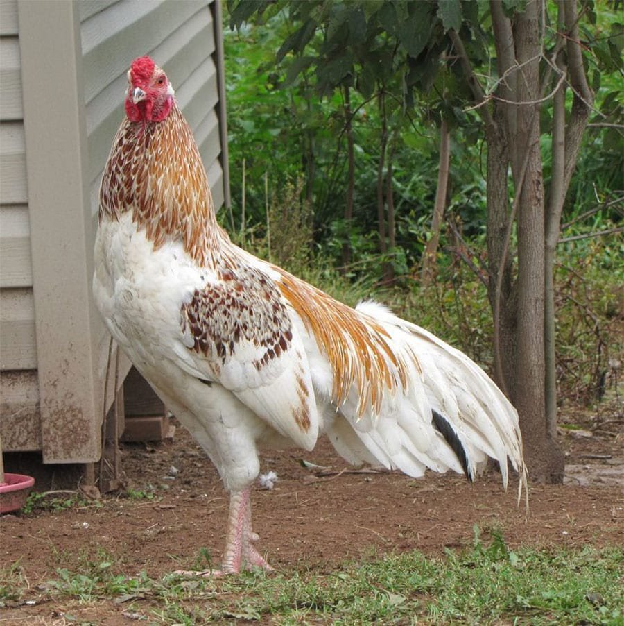 Азиль порода кур