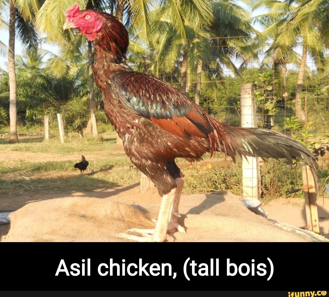 Бойцовые куры Азиль