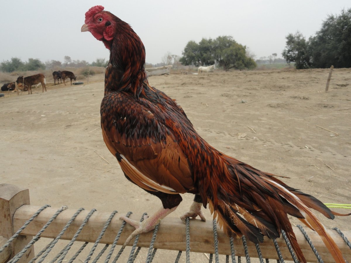 Бойцовые петухи породы Шамо