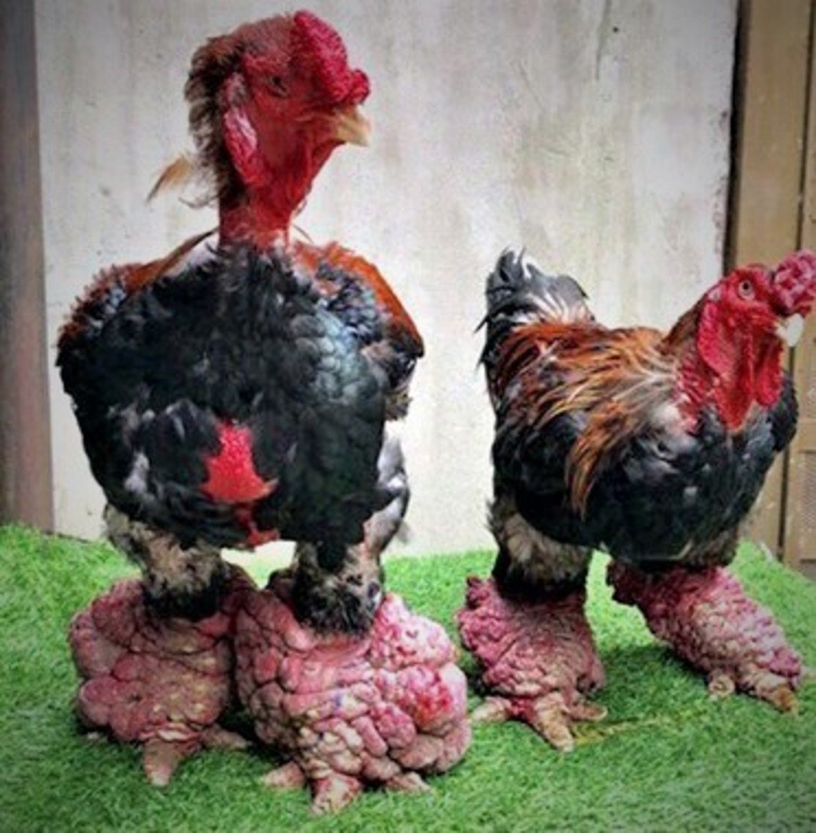 Куры Аппенцеллер шпицхаубен