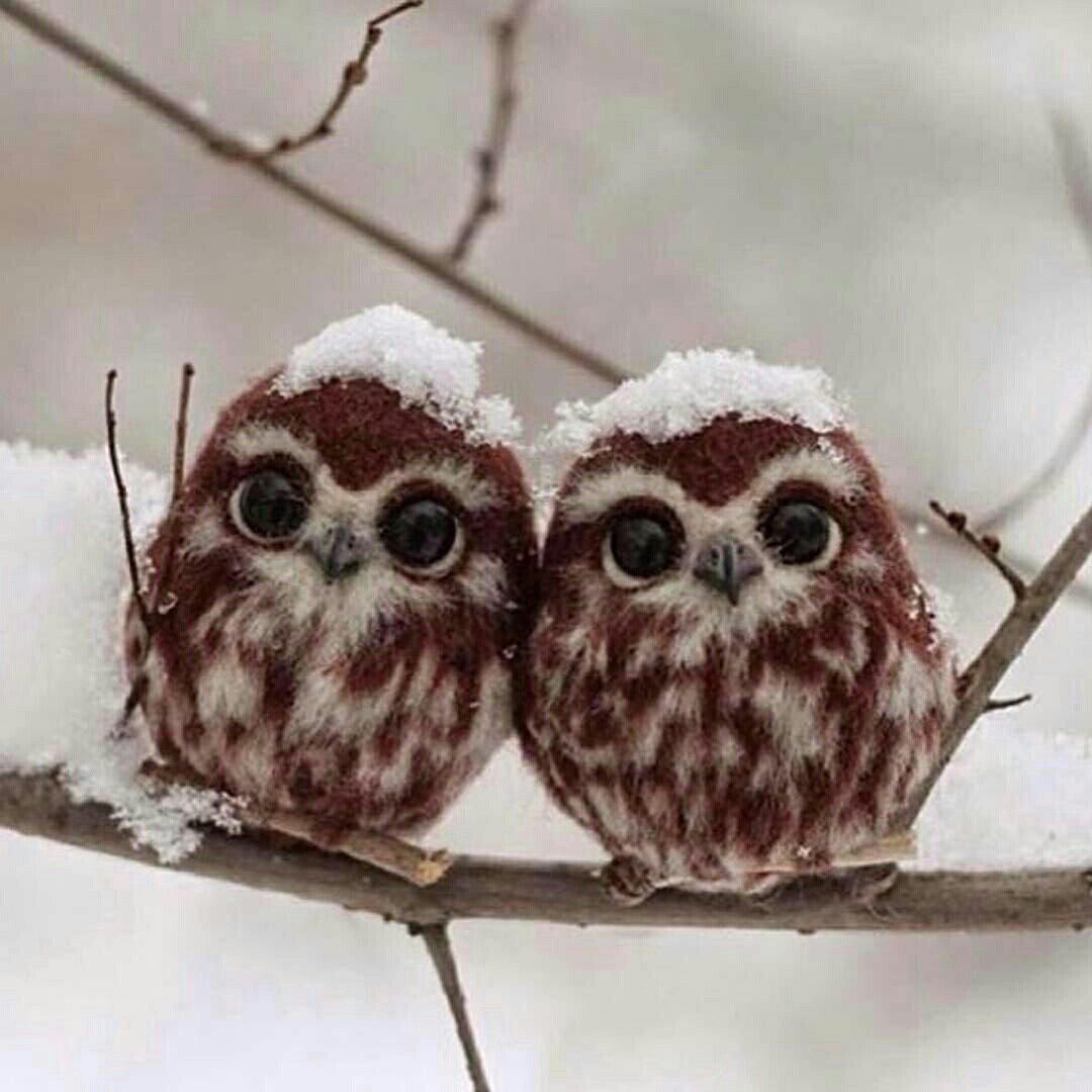 Маленькие Совята