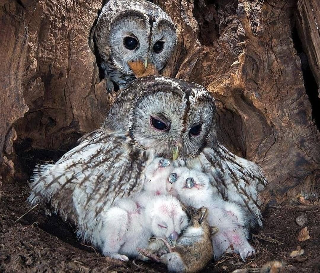 Карликовая Сова