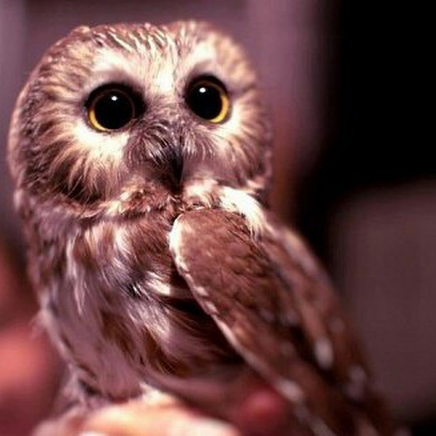 Первокурсники в поисках аудитории