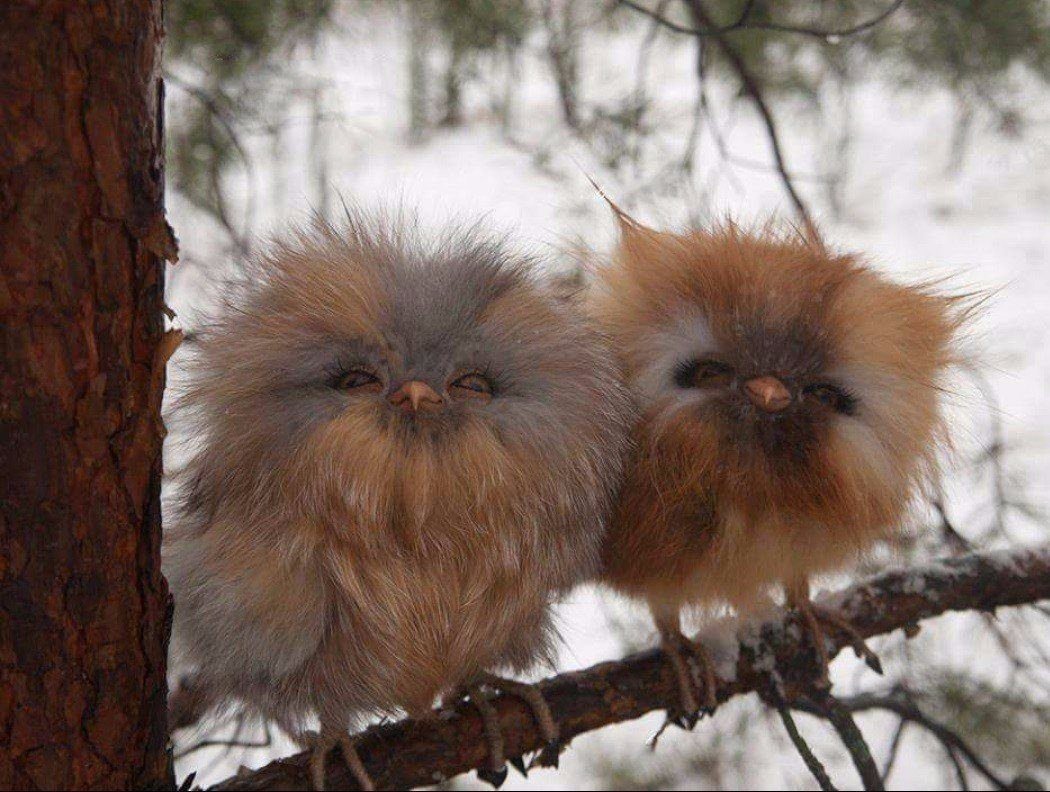 Пушистые звери