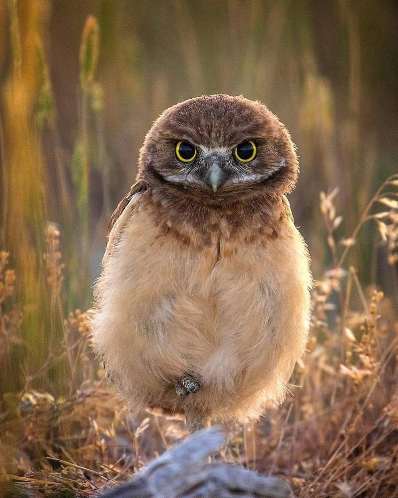 Совята пуховички