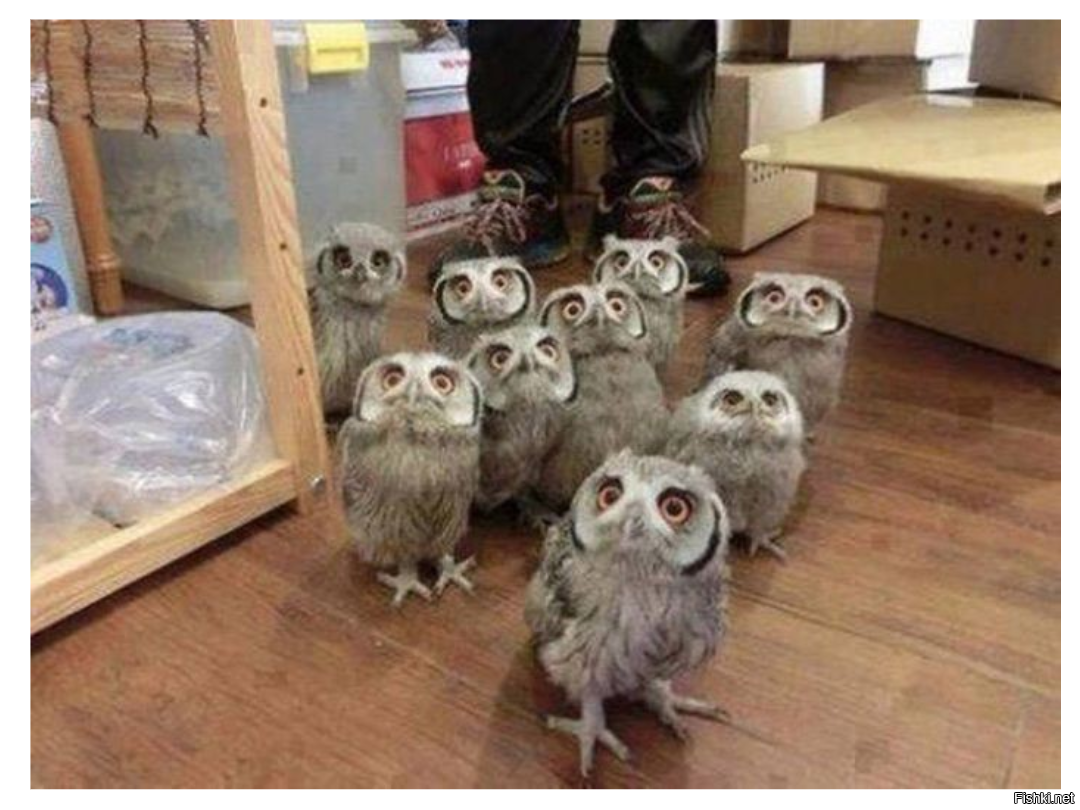 Милые Совы