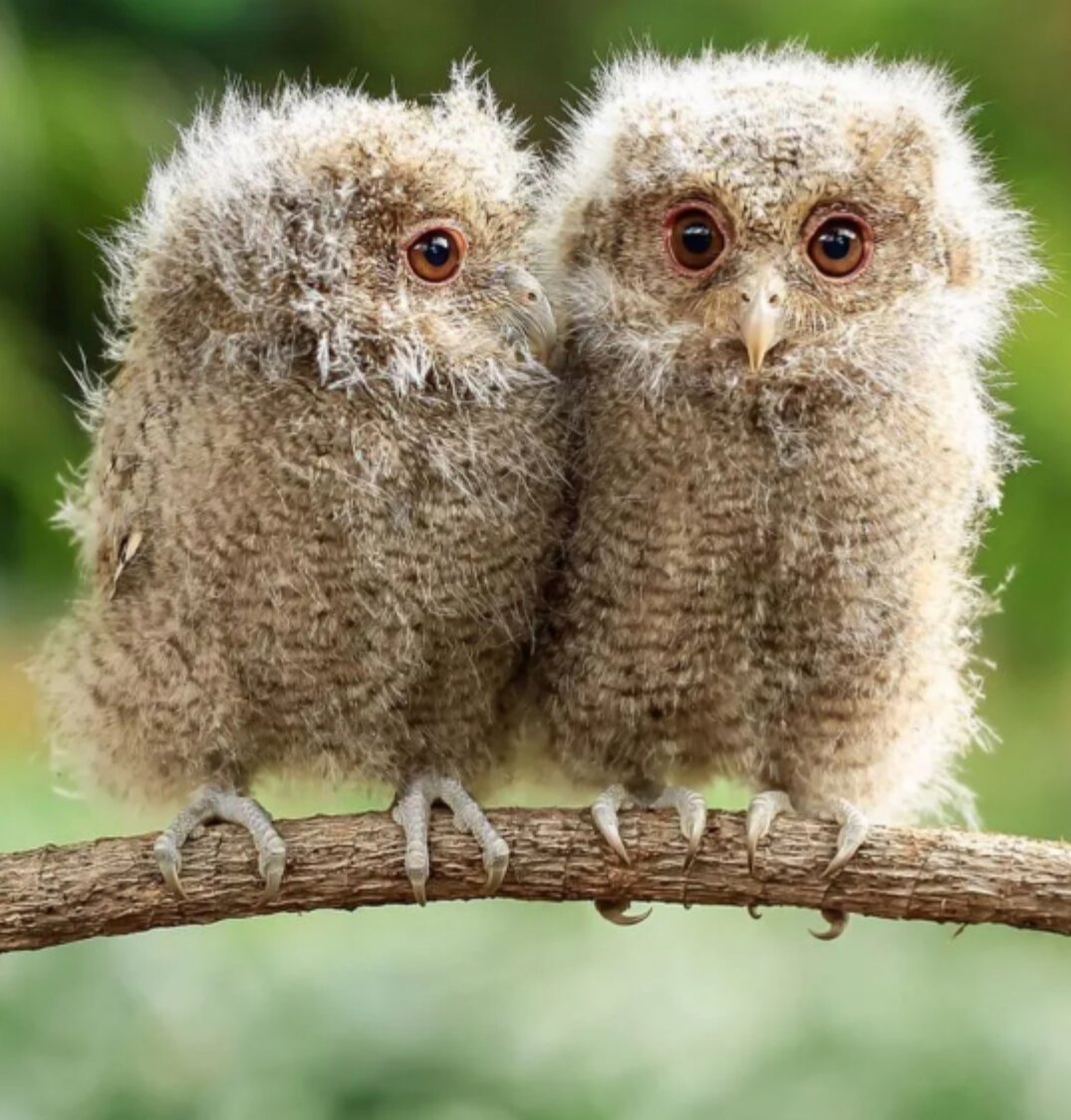 Возьму сову в хорошие руки