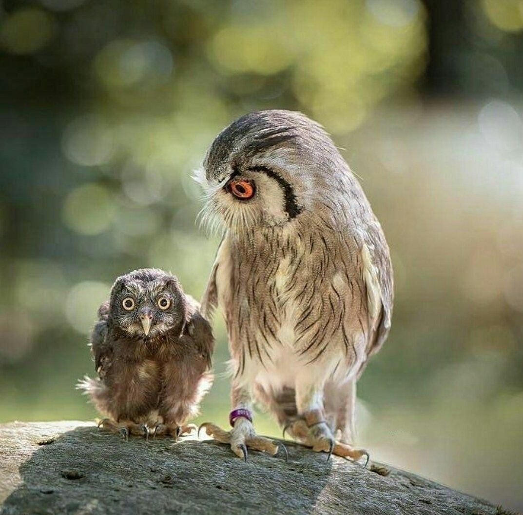 Совы любовь пушистые