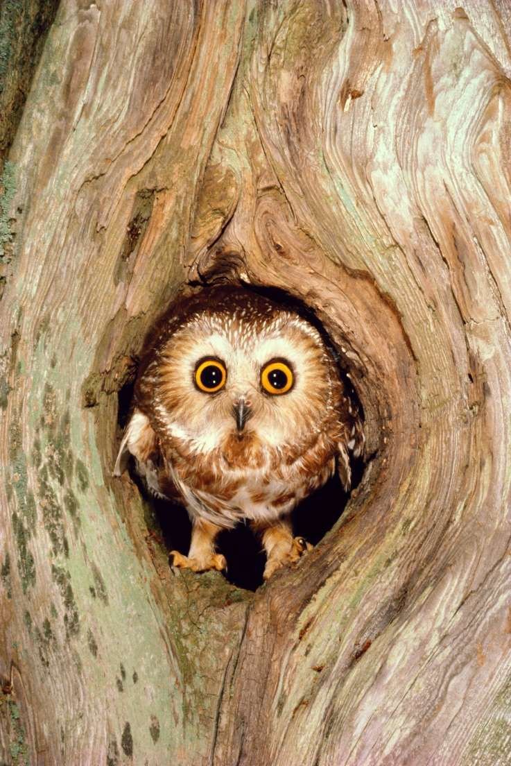 Мохноногий Сыч Совенок