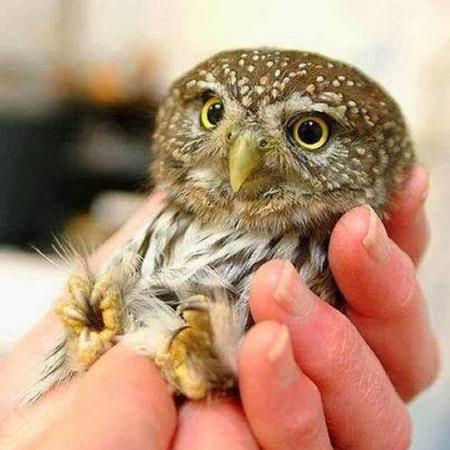 Сова карликовый Сыч