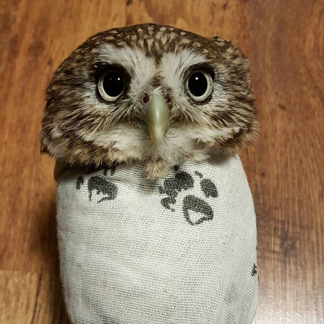 Южная белолицая совка