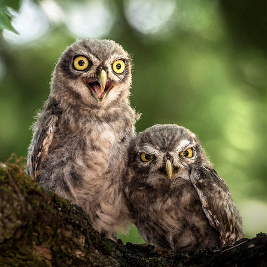 Кроличий Сыч