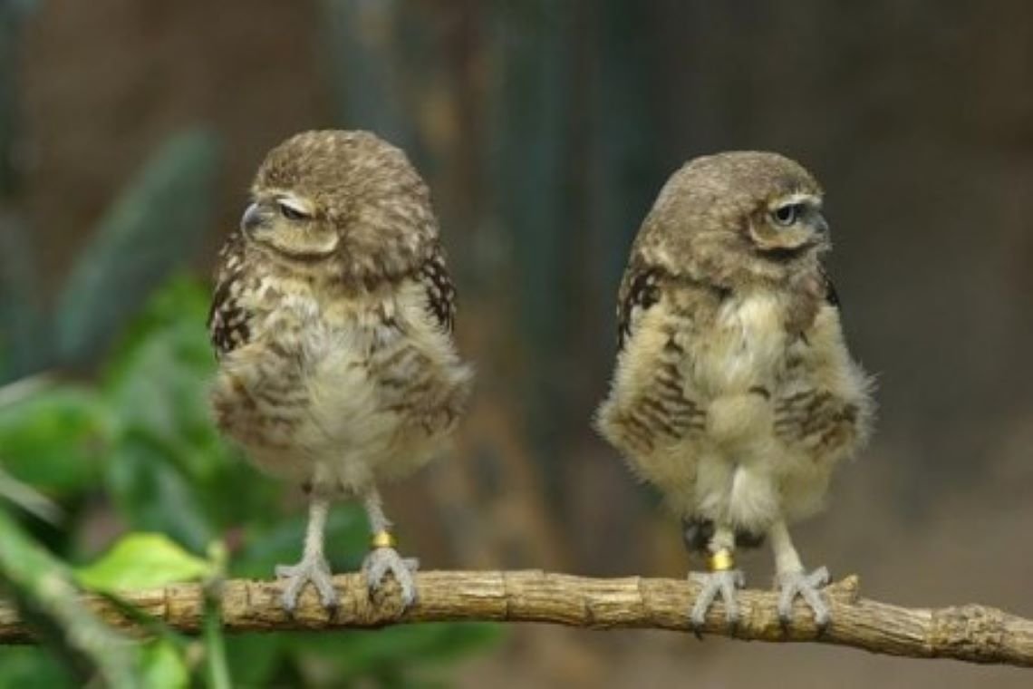 Совенок Фуку и котенок Маримо