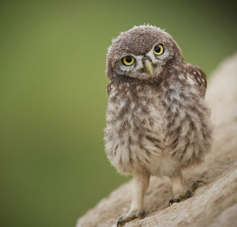 Четыре Совы