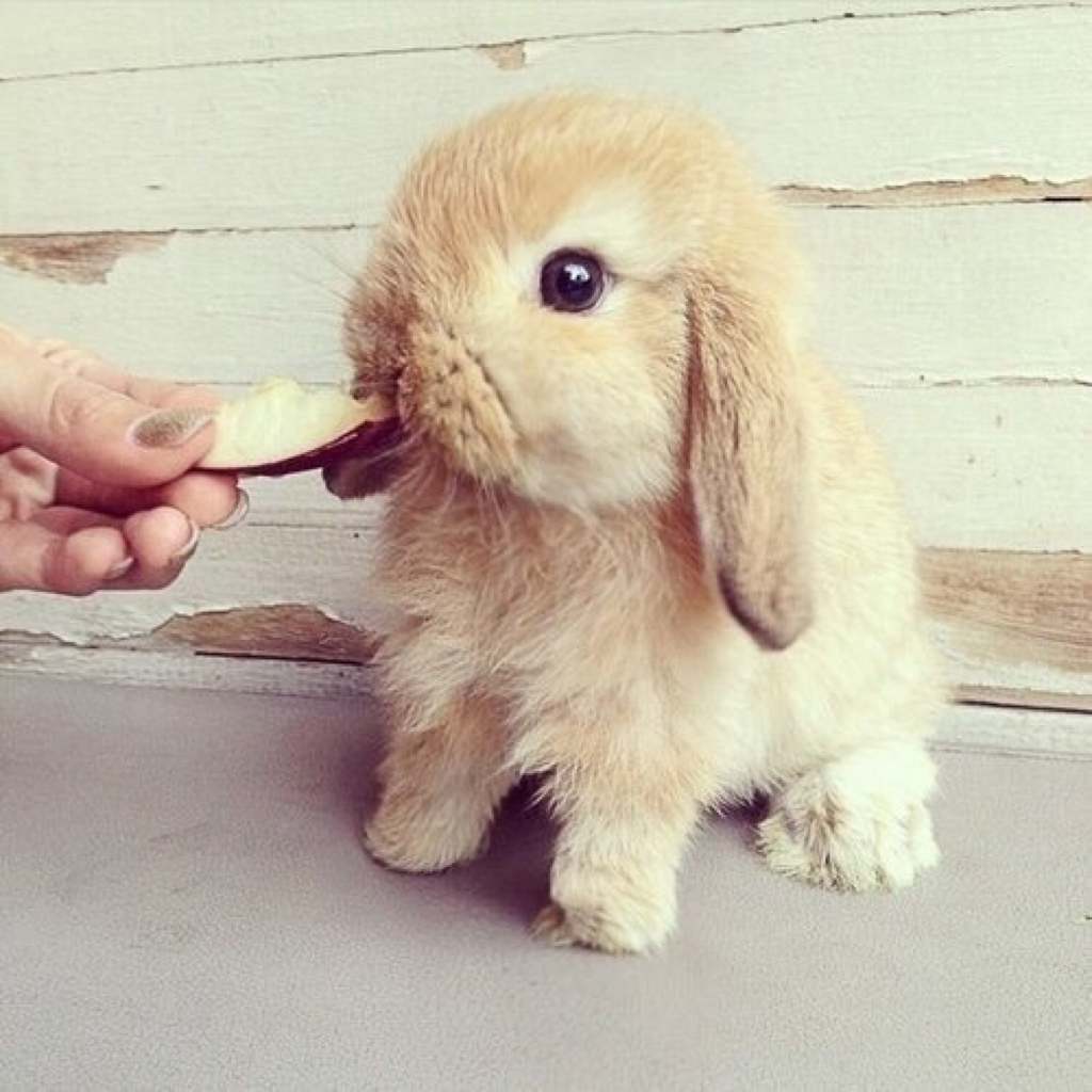 Красивая Зайка