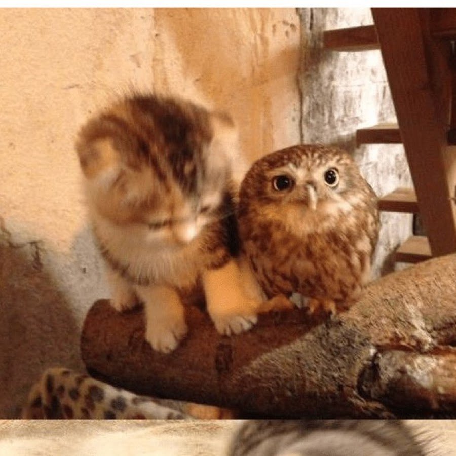 Первокурсники в поисках аудитории