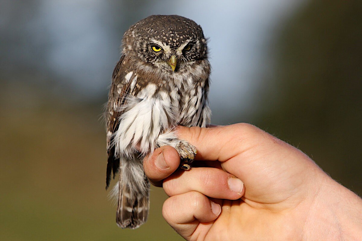 Маленькие милые Совята