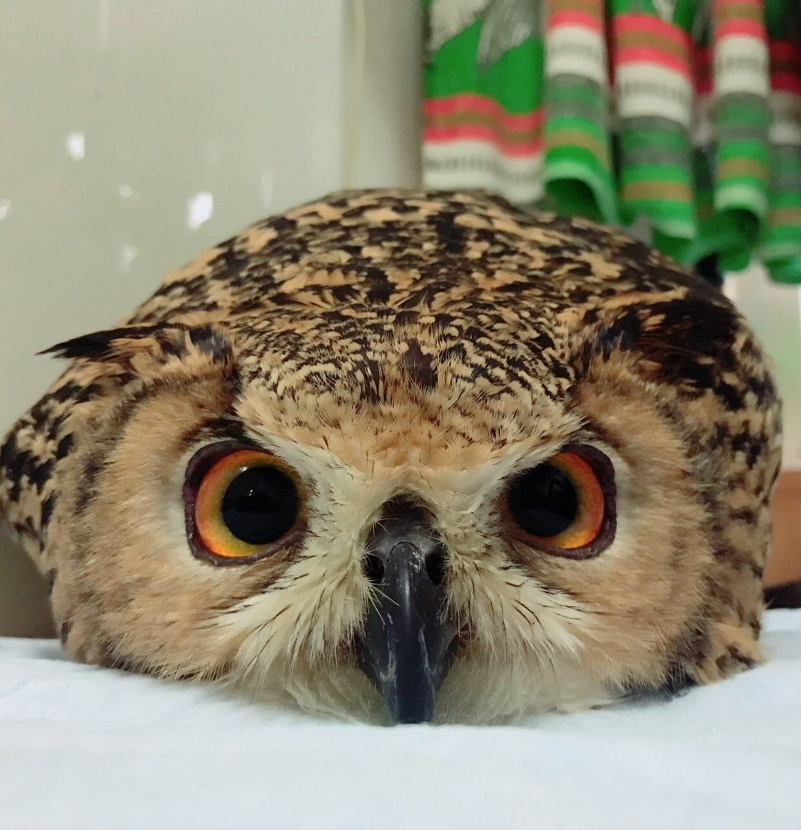 Сова на заставку