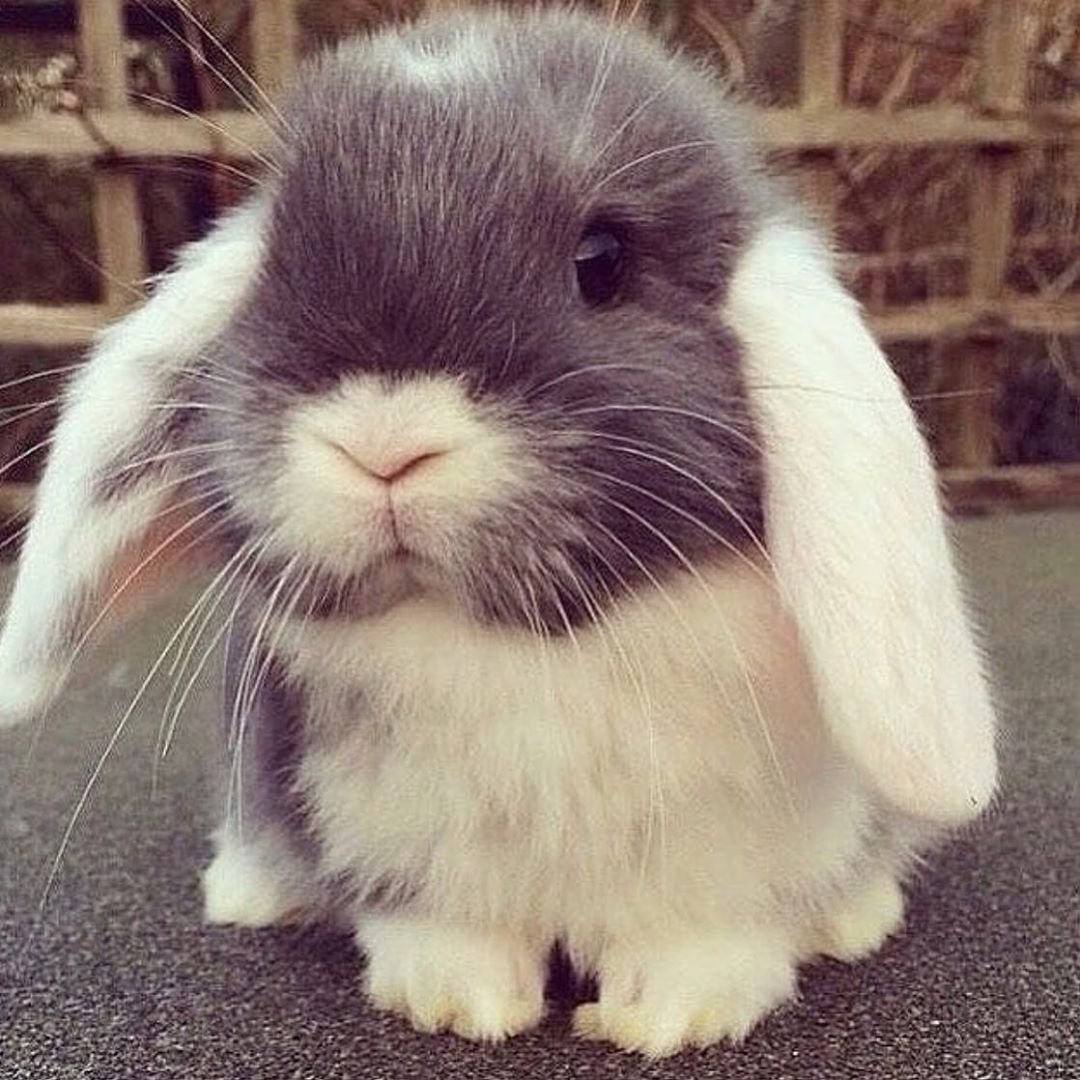 Лисий карликовый кролик