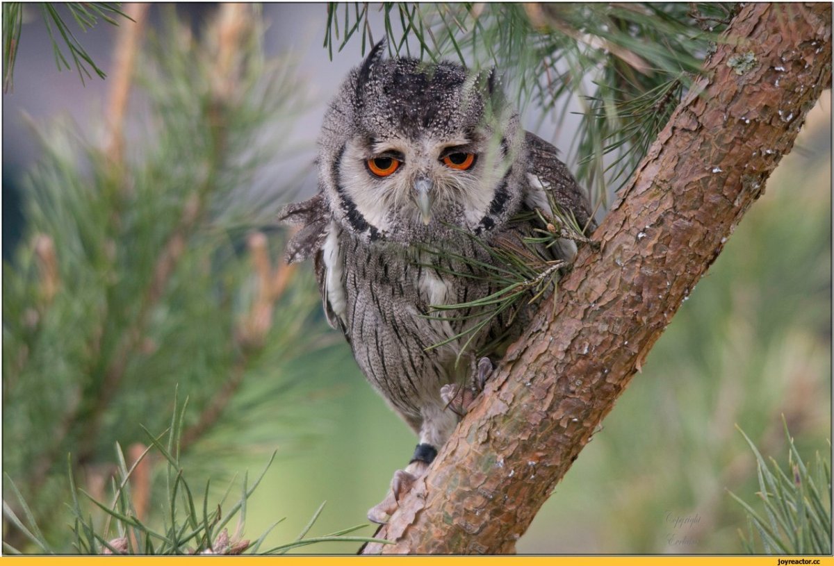 Сова карликовый Сыч