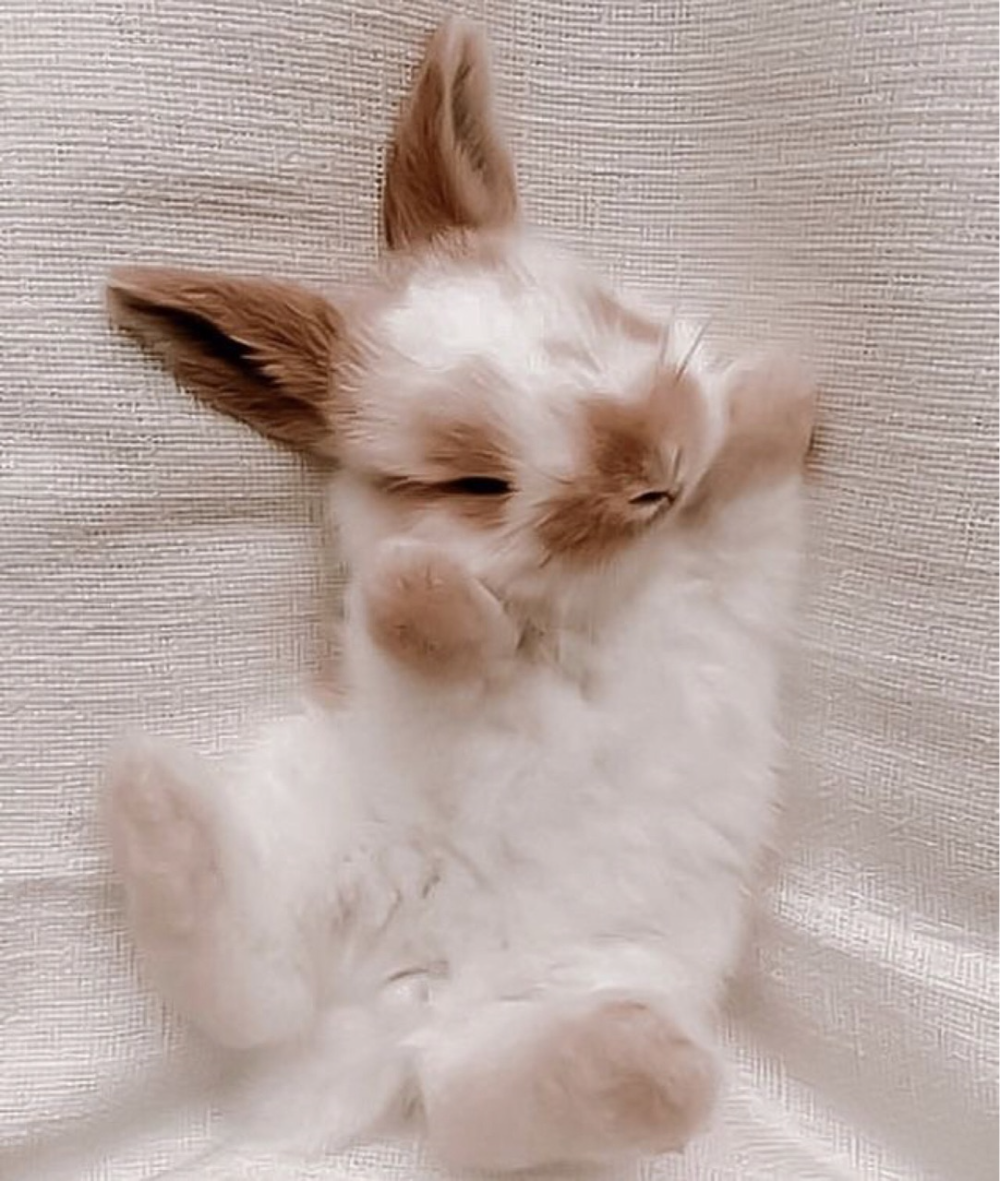 Косоглазый заяц