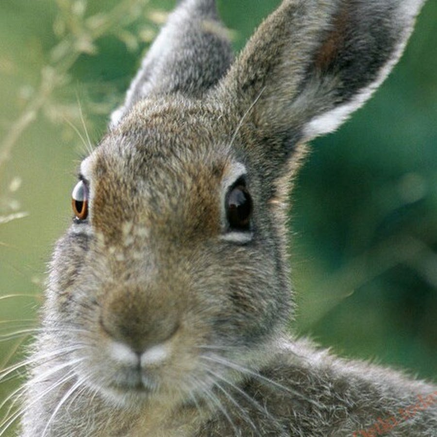 Заяц в траве