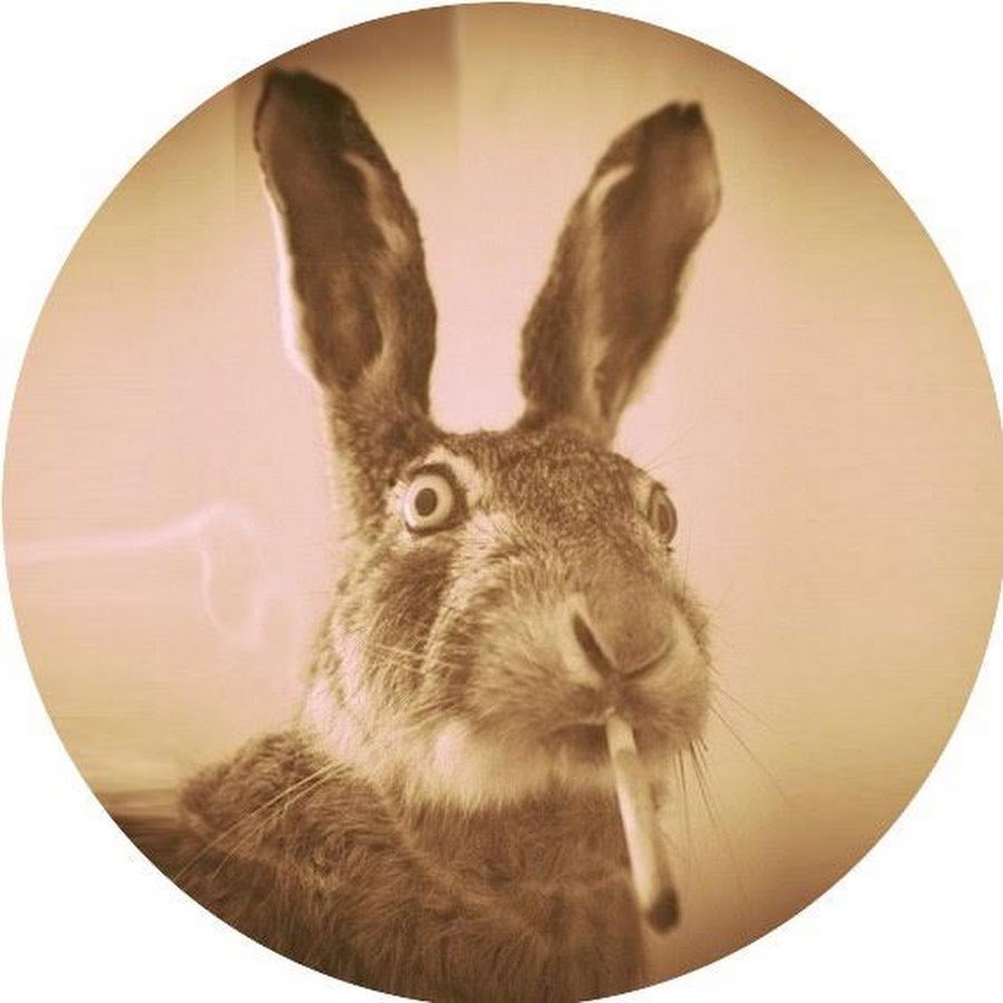 Кроличий папилломавирус