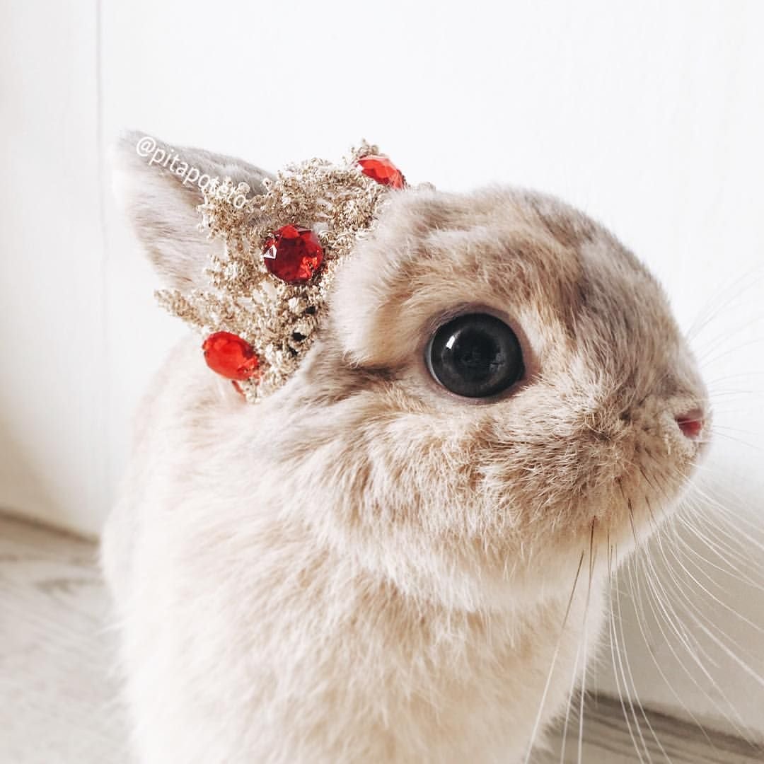 Красивые кролики