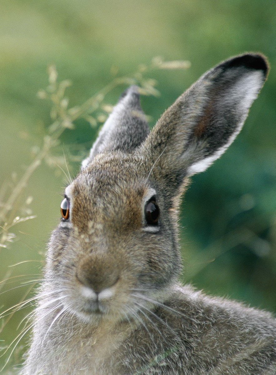 Толай Беляк Русак