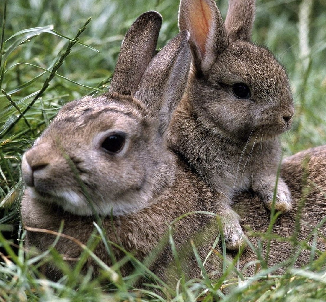 Маленькие Зайчата