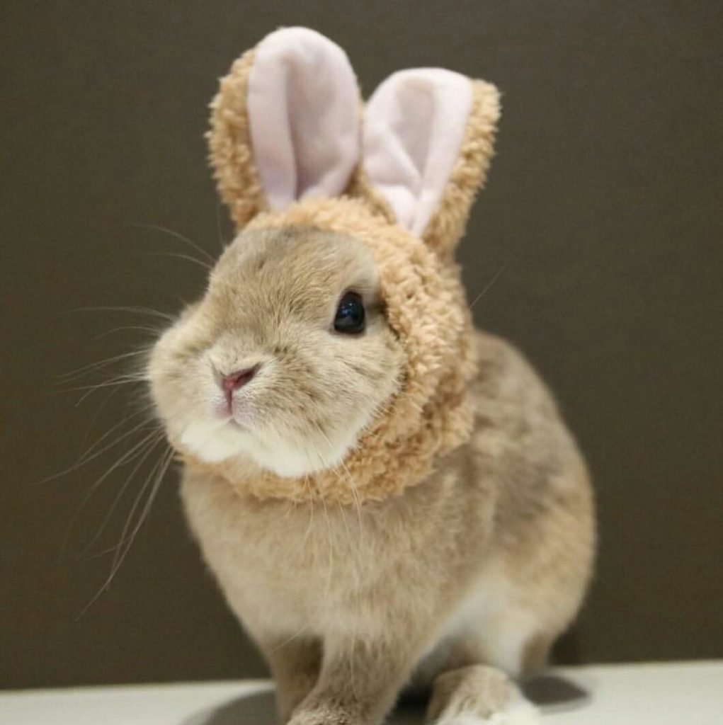 Чернохвостый калифорнийский заяц