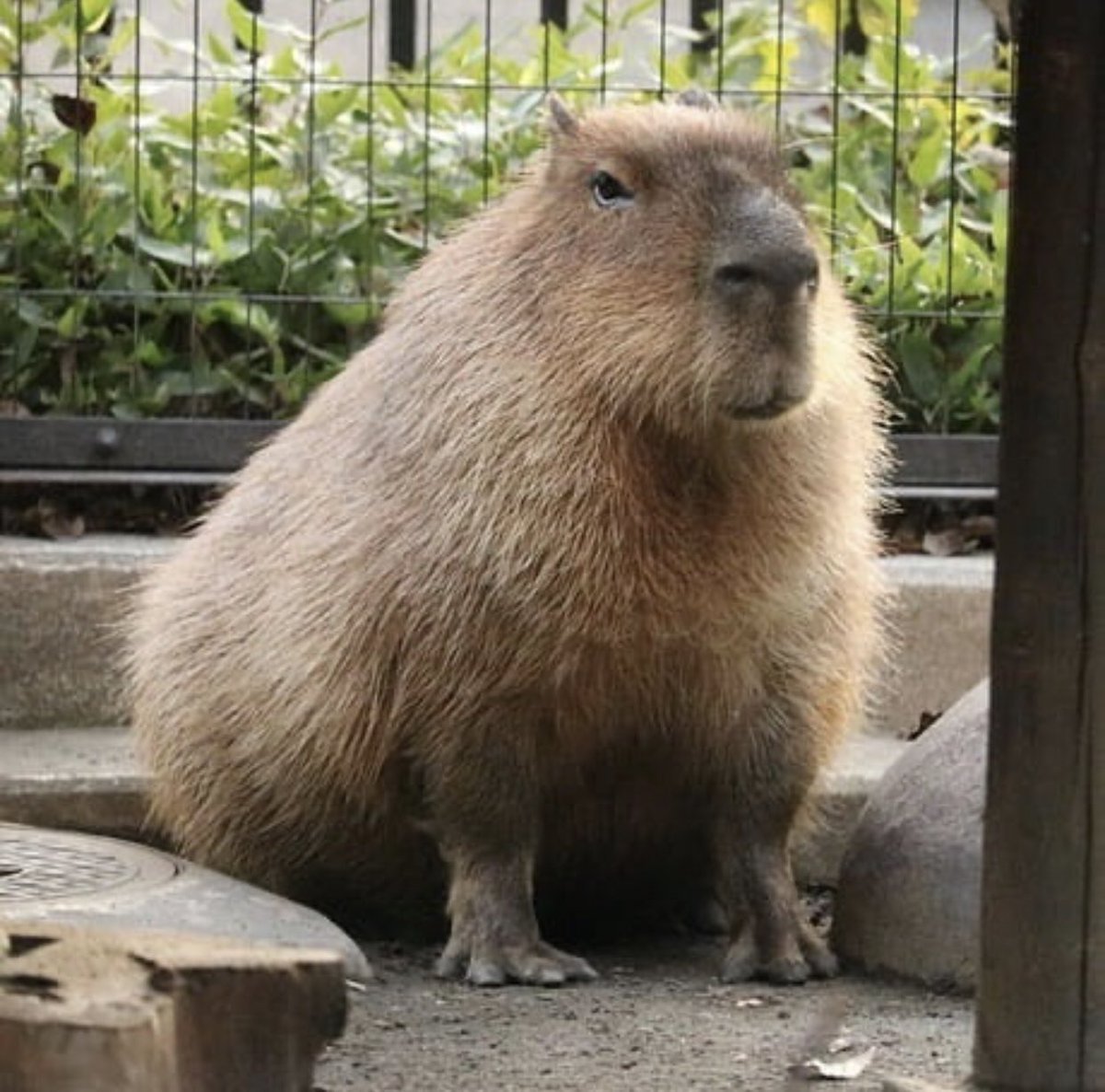 Большая морская Свинка капибара