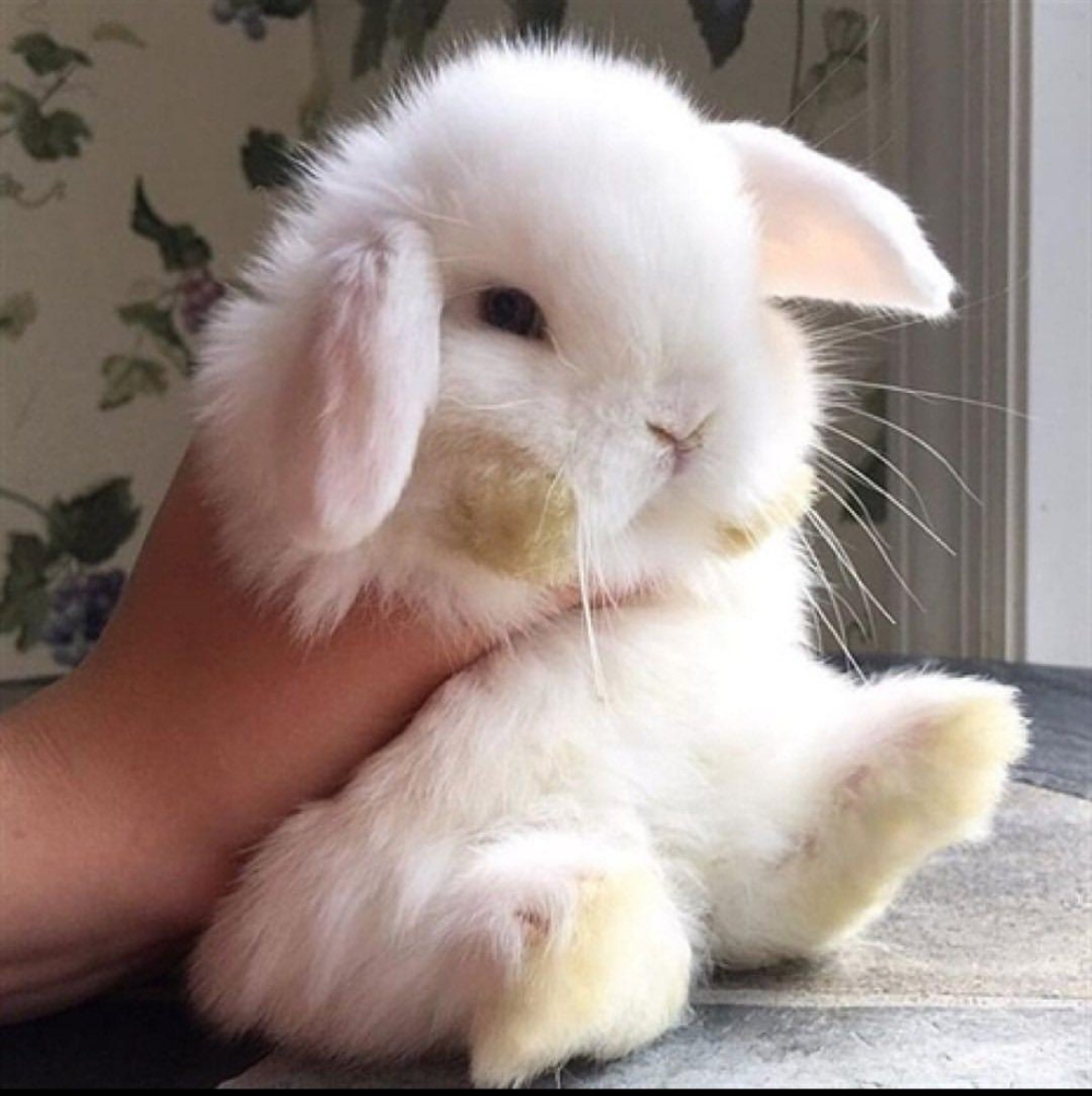 Влюбленные зайчики