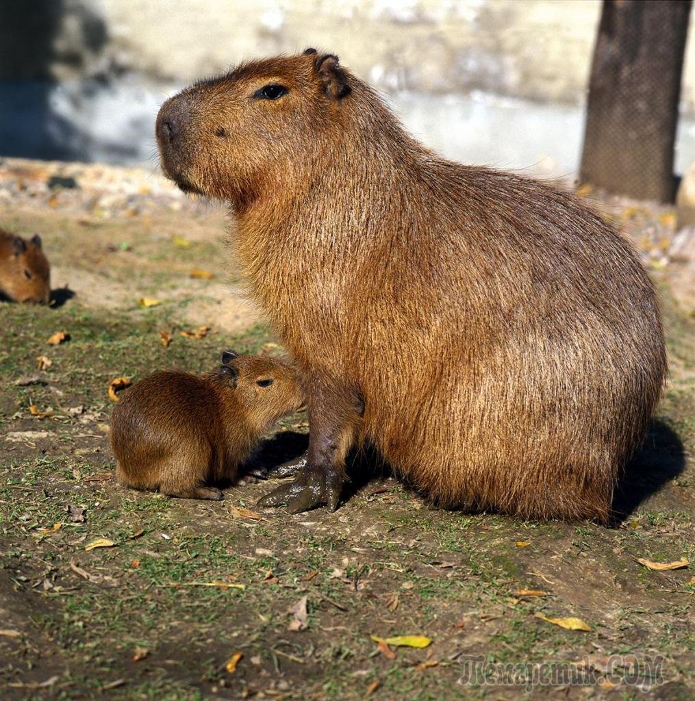 Водосвинка капибара