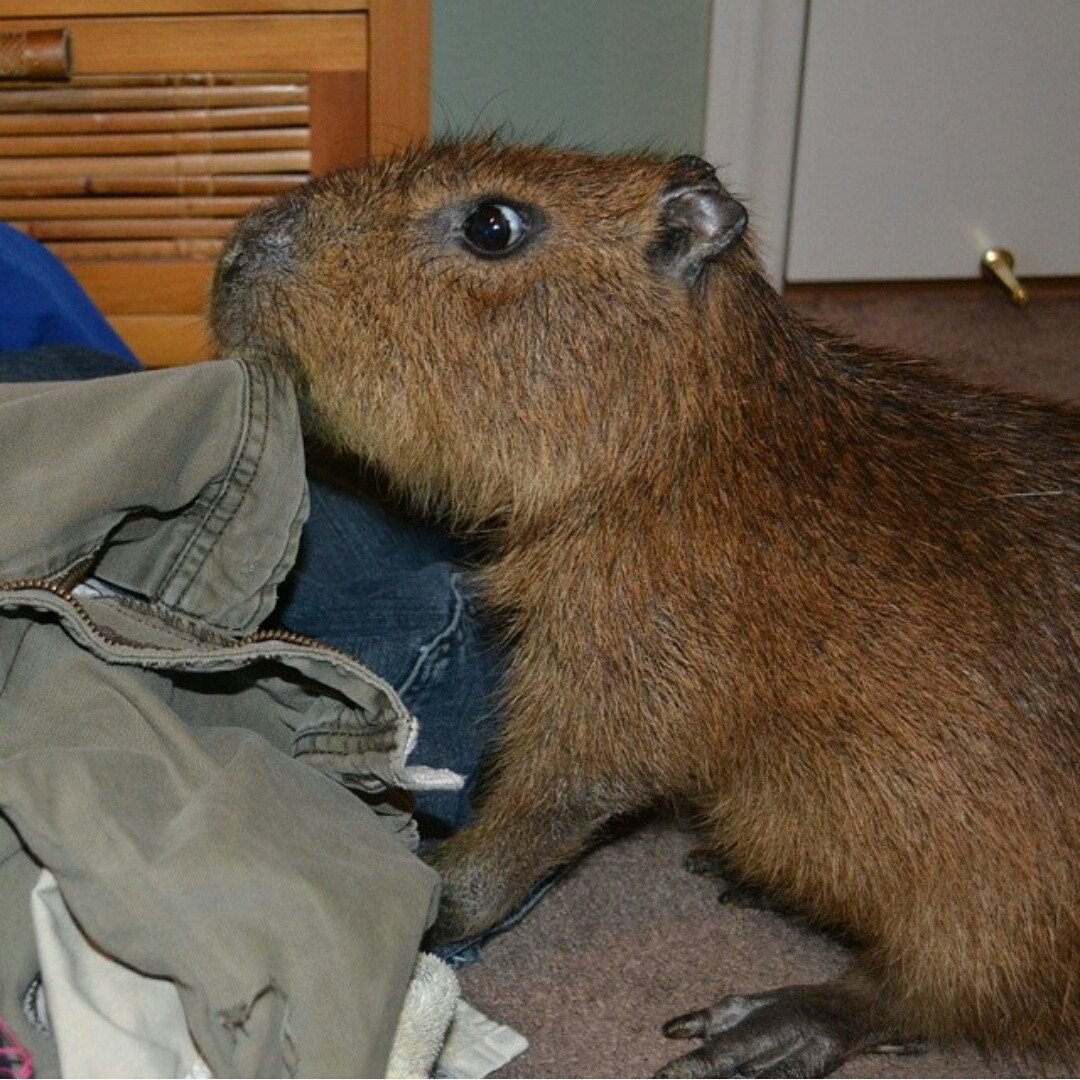 Капибара одомашненная