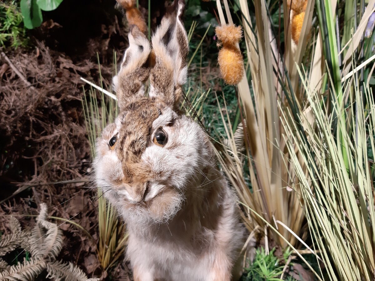 Влюбленные кролики
