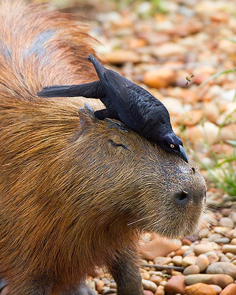 Черная капибара