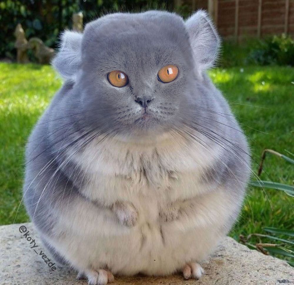 Толстая шиншилла