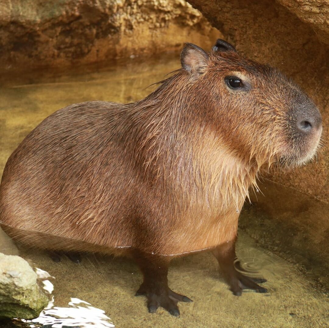 Водосвинка капибара Южной Америки