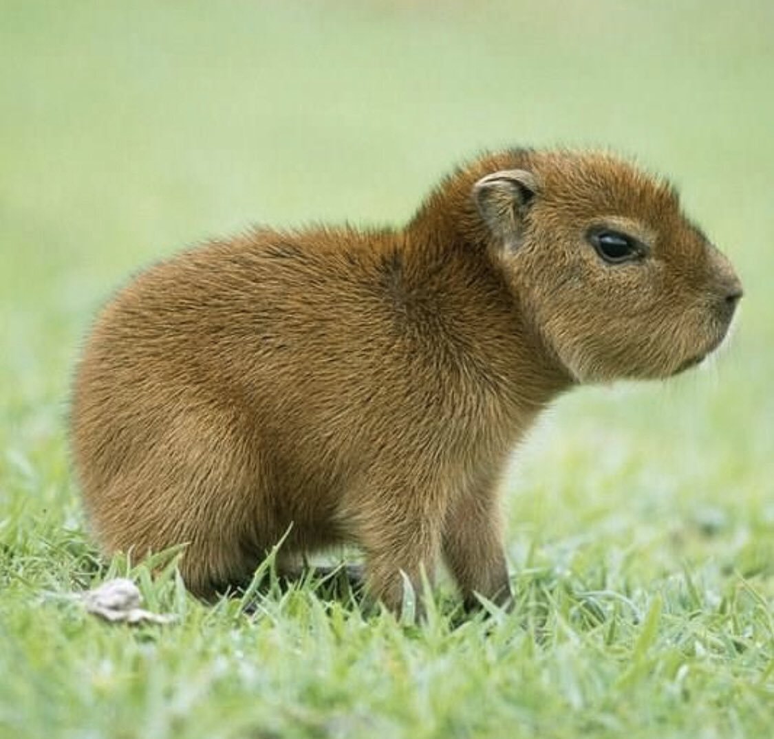 Капибара детеныш