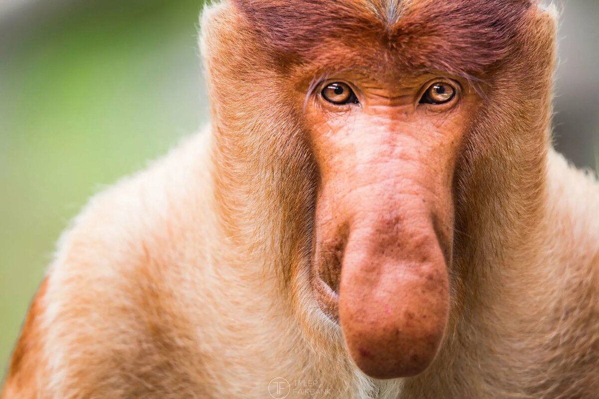 Monke meme background Wallpaper Full HD